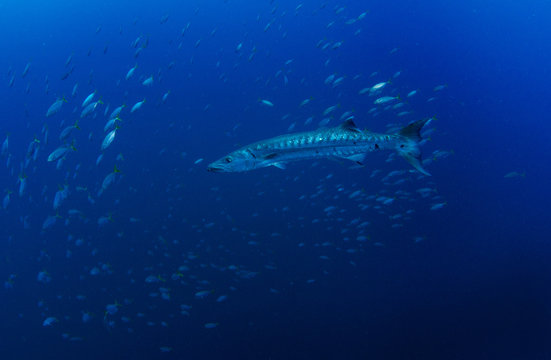 Great Barracuda, Sphyraena Barracuda