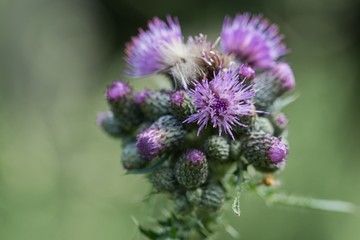 Detail of flowering thistle (Carduus).
