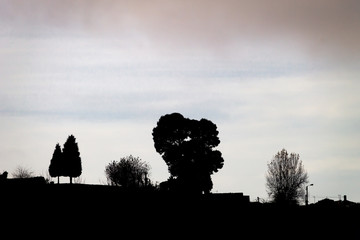 Trees Silhouettes Background