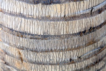 Coconut tree bark