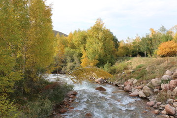 river in the forest