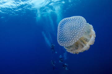 White Spotted Jellyfish, Phyllorhiza punctata with divers in background
