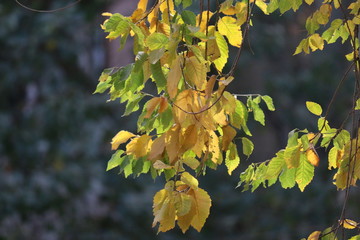 leaves of tree in autumn