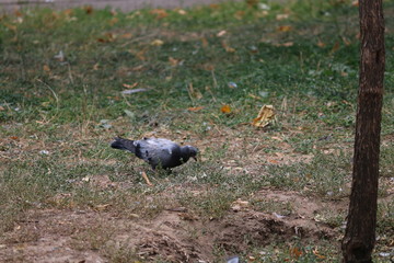 pigeon on grass