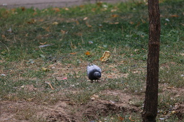 pigeon on grass