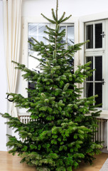 Fototapeta na wymiar Fir christmas tree without decoration is standing at home in a room with big windows