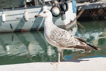 Seagull walking in the harbor
