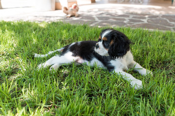Cavalierking charles spaniel