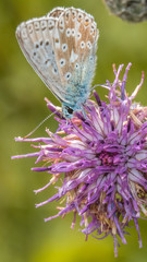 Smartphone HD wallpaper of macro of gossamer-winged butterfly on flower