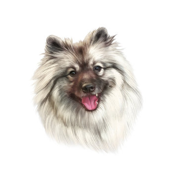 Realistic drawing of a handsome dog isolated on white background. The Pomeranian. Nice Spitz. Small Toy Dog Breed. Hand drawn Portrait. Animal art collection Dogs. Good for print T-shirt, pillow, card