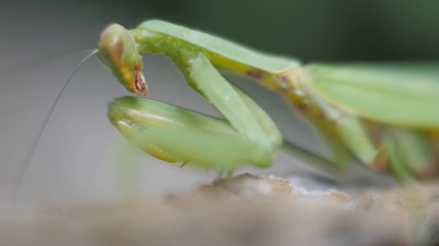 Green mantis close-up. Insect paws over and washes his mustache.