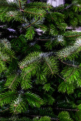 Naklejka na ściany i meble Close-up of a christmas tree fir