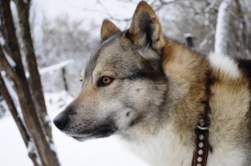 husky in winter on snow