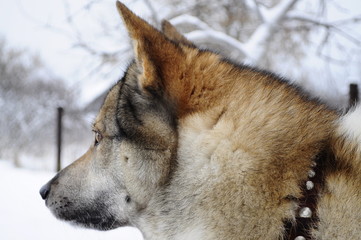 husky in winter on snow