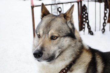 husky in winter on snow