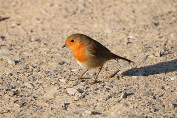 Rouge gorge