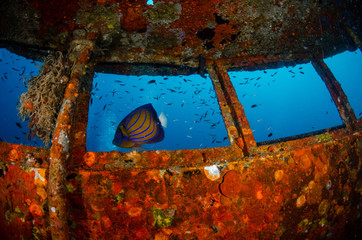 Annularis Angelfish (Pomacanthus Annularis) in a capitan bridge of HTMS Sattakut shipwreck in Koh...
