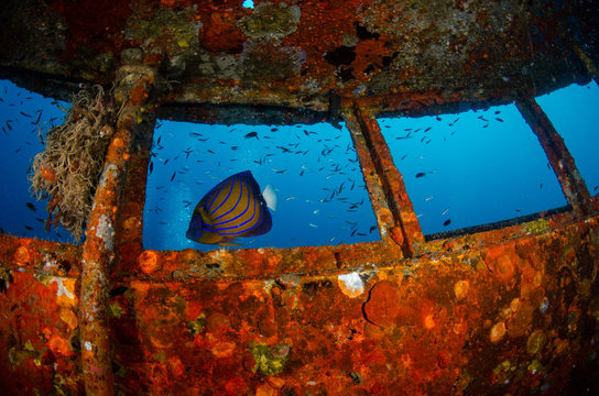 Annularis Angelfish (Pomacanthus Annularis) in a capitan bridge of HTMS Sattakut shipwreck in Koh Tao, Thailand