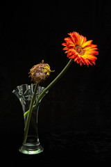 flower in vase