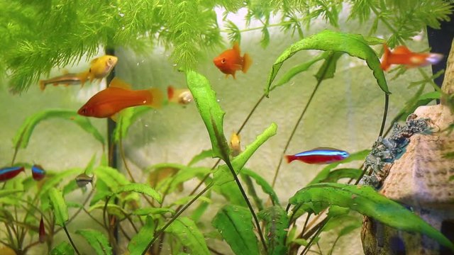 Feeding home small aquarium young hungry fish. Couple of orange guppies, couple of yellow gelius barbs, small 3.5 centimeters long swordsman fish, red and blue neons, nannostomus.