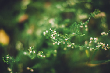 dew on grass