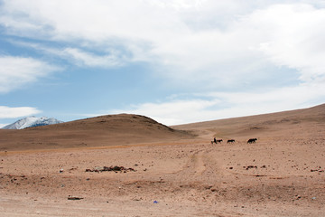 The Tolbo lake area in Mongolia