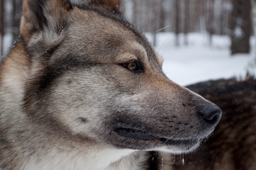 Russian Laika