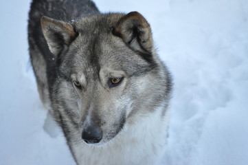 Russian Laika
