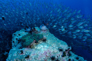 School of Yellowback Fusilier, Caesio xanthonota