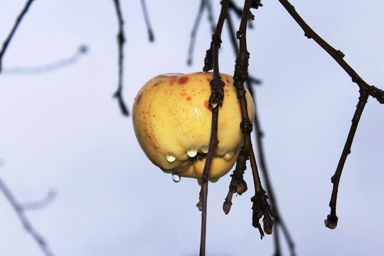 Russia, 2018: Frozen apples on the bare branches of a tree in November.