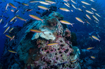 A school of Gold-band/yellow-band fusilier (Pterocaesio chrysozona) on a coral reef of Koh Tao, Thailand
