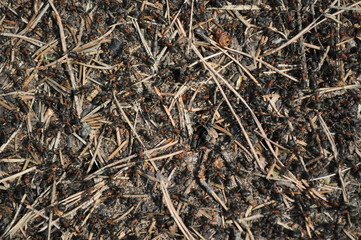 anthill in the forest