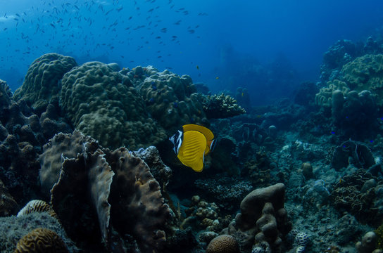 A couple of Hong Kong Butterflyfish (Chaetodon wiebeli) in a beautiful healthy coral garden in Koh Tao, Thailand
