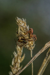 Spinnen