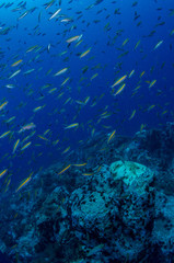 Fototapeta na wymiar School of Goldband fusilier, Pterocaesio chrysozona in tropical coral reef 