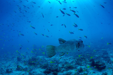 Starry pufferfish , Arothron stellatus
