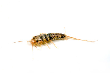 Ofenfischchen (Thermobia domestica) - Firebrat