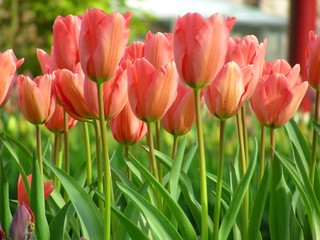 red tulips in the garden