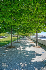 Roosevelt Island, New York, USA: An avenue of trees in the Four Freedoms Park, along the East River, with the Ed Koch Bridge in the background.