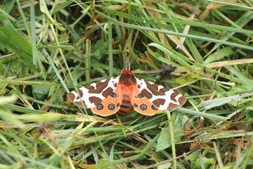 butterfly on grass
