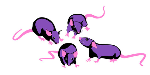 Vector illustration cute black rat in various poses.