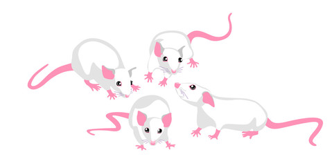 Vector illustration cute white rat in various poses.