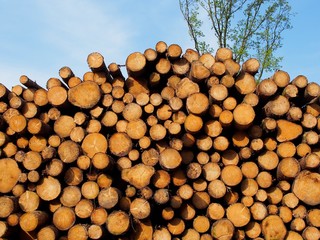Holzlager - gerodete Baumstämme trocknen im Sonnenschein