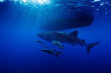 Whale Shark, Rhincodon Typus with diving boat in background
