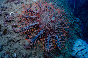 Crown of thorns starfish, Acanthaster planci