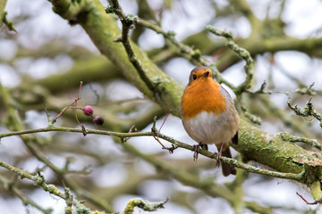 Little robin sitting in a branch with green branches in the background