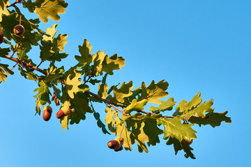 Close-up view of three acorns on oak tree between green leaf, under clear blue sky