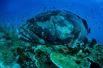 Malabar Grouper, Epinephelus malabaricus