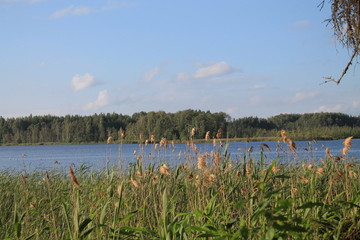 reeds in the lake