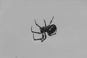 Spinnen